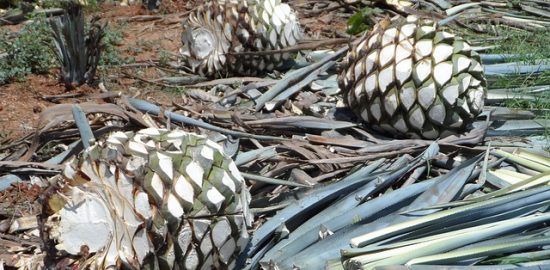 CamiloCoteによるPixabayからの画像