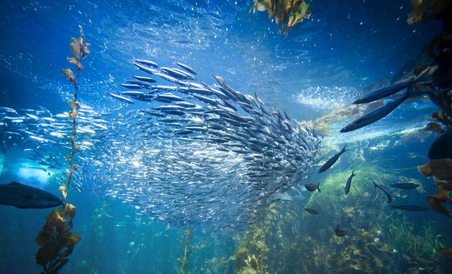 コラーゲン 食品と開発