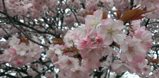 cherry-blossoms