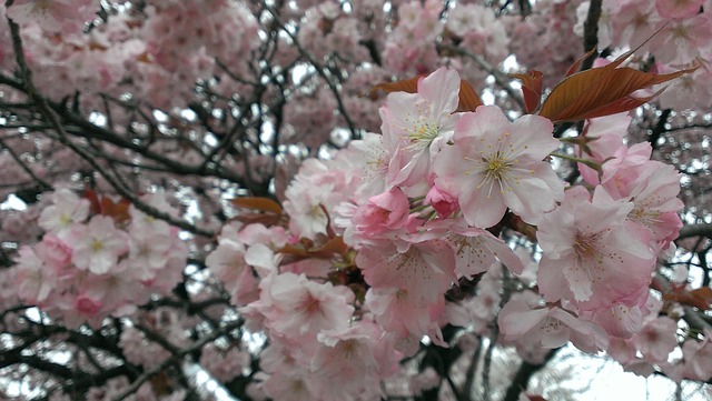 cherry-blossoms