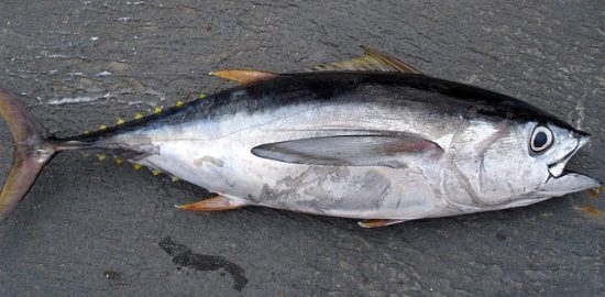 thunnus