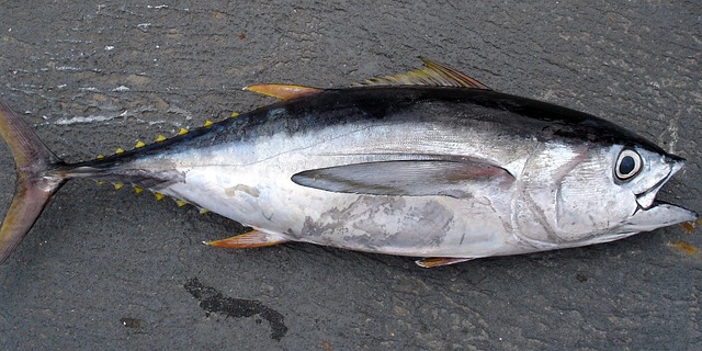 thunnus