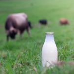 A bottle of milk with a green farm in the background.