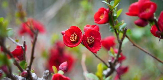 red quince