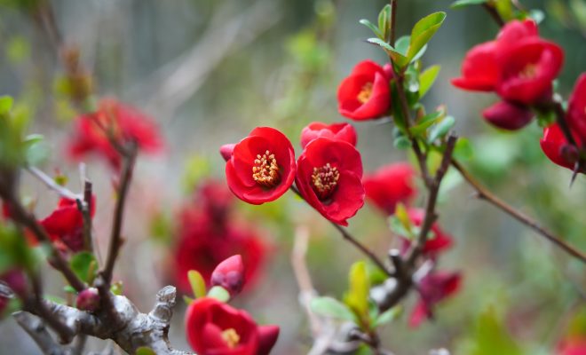 red quince