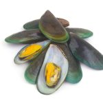 緑イ貝（ミドリイガイ）