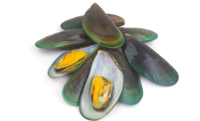 緑イ貝（ミドリイガイ）