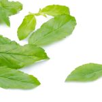 Holy Basil