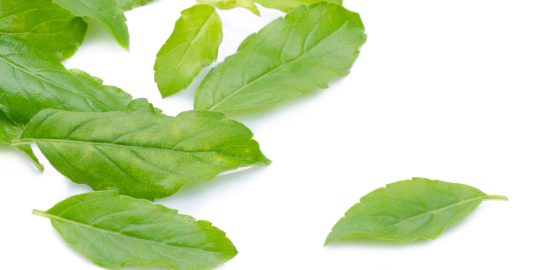 Holy Basil