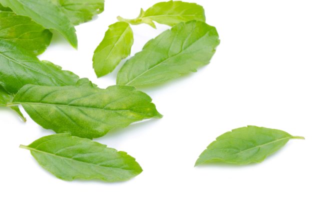 Holy Basil