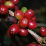 コーヒーチェリー