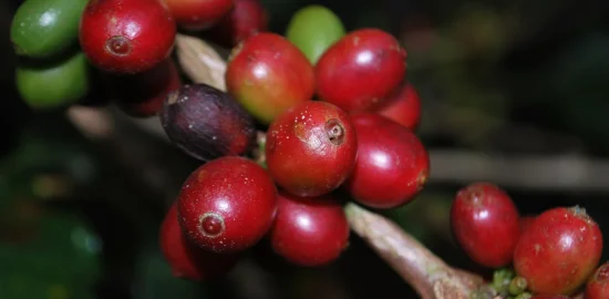コーヒーチェリー