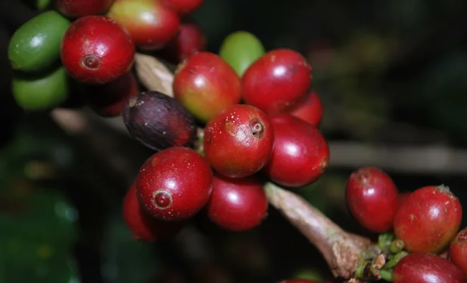 コーヒーチェリー