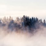 Cold foggy morning in the forest