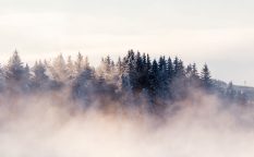 Cold foggy morning in the forest