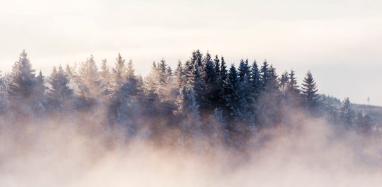 Cold foggy morning in the forest