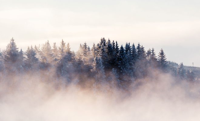 Cold foggy morning in the forest