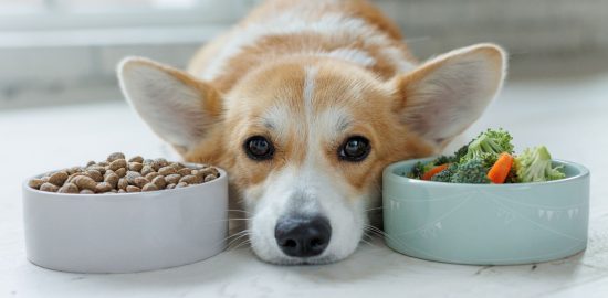 pet