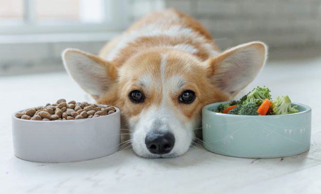 pet