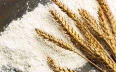 wheat