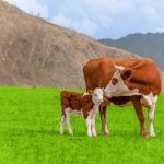 colostrum