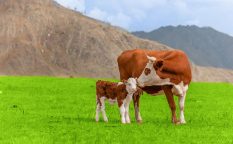 colostrum