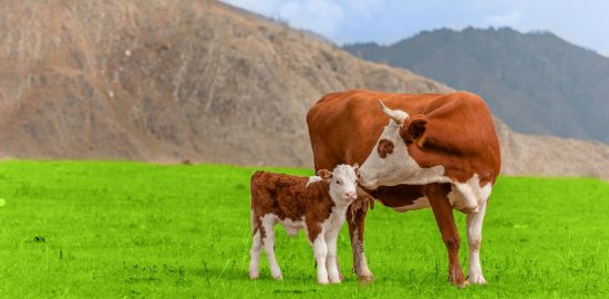 colostrum