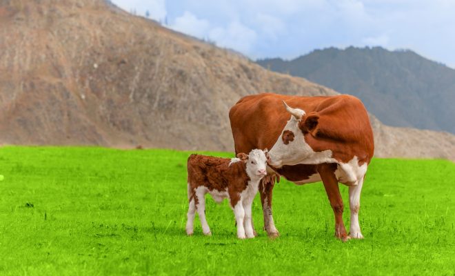 colostrum