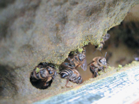 20100709_propolis.JPG