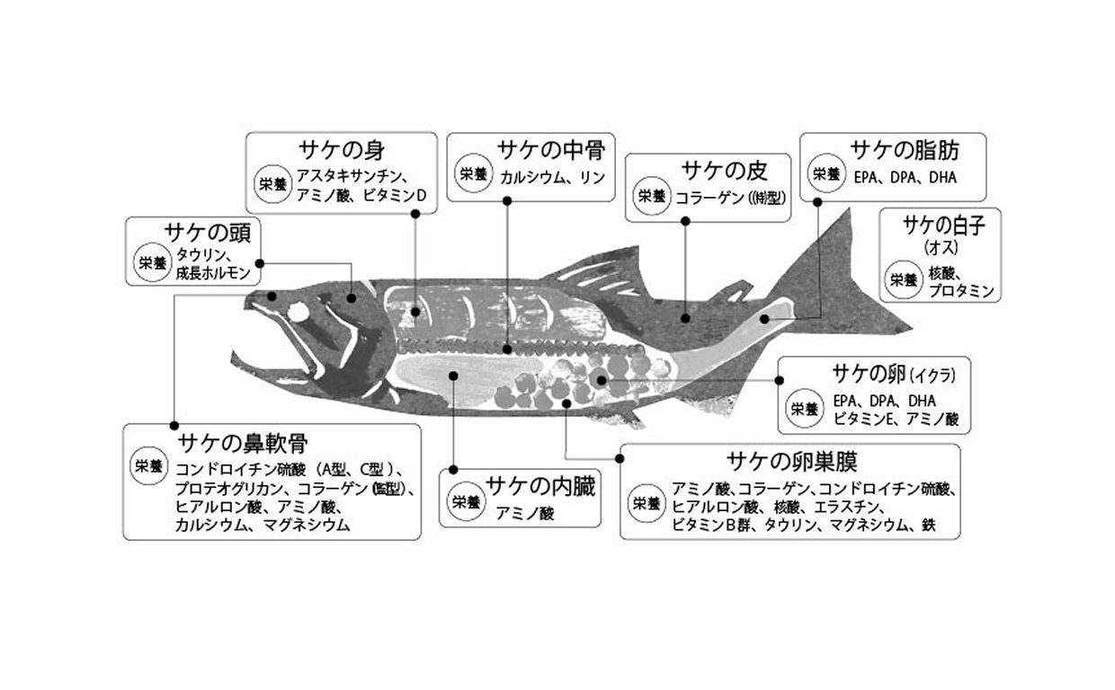特集 サケ由来機能性素材 プロテオグリカン プラセンタが市場を牽引 健康産業新聞