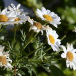 オリザ油化「菊の花エキス」