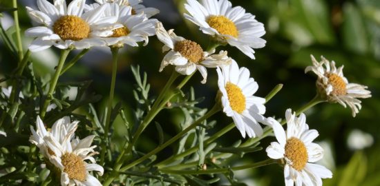オリザ油化「菊の花エキス」