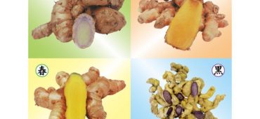 健康産業新聞「ウコン」の種類と効能