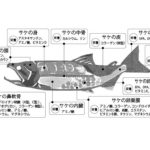 サケ由来機能性素材_健康産業新聞