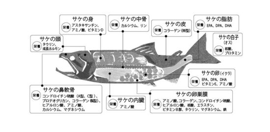 サケ由来機能性素材_健康産業新聞