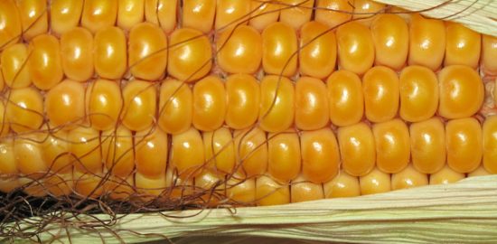 健康産業新聞_遺伝子組み換え食品、表示厳格化へ