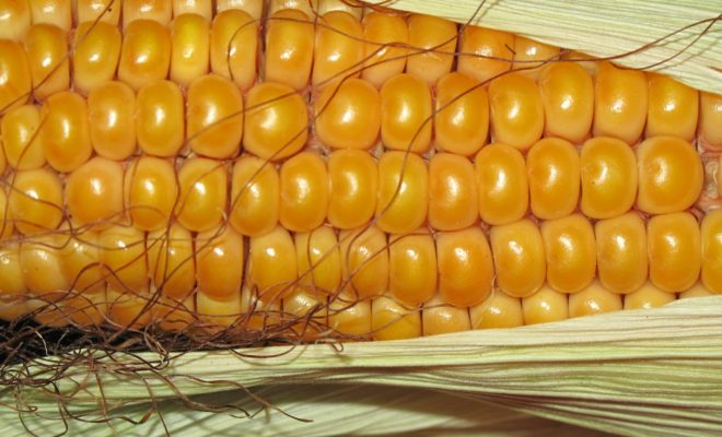 健康産業新聞_遺伝子組み換え食品、表示厳格化へ