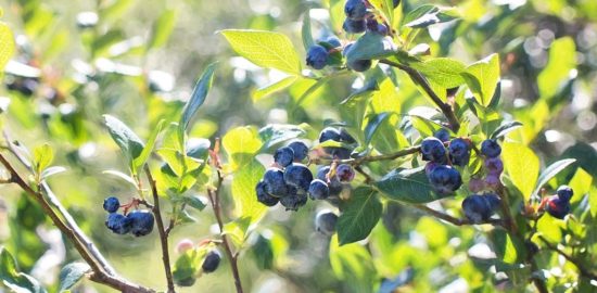 健康産業新聞1642_04