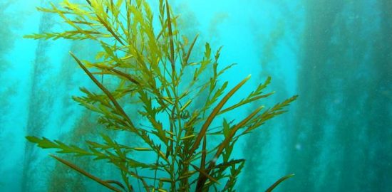 健康産業新聞165304トーア紡コーポレーション