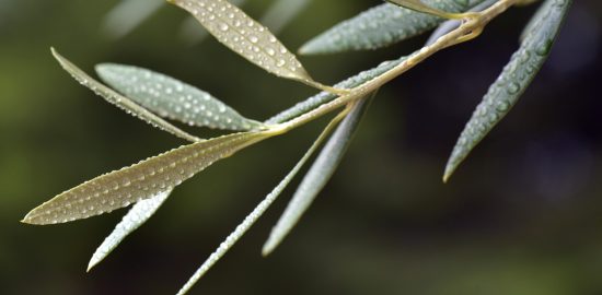 健康産業新聞165310a三菱ケミカルフーズ　