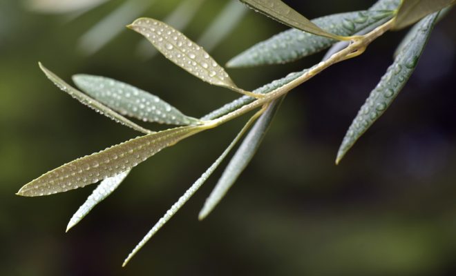 健康産業新聞165310a三菱ケミカルフーズ　