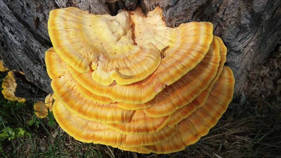 特集【霊芝】日本霊芝(Reishi)、海外で利用広がる | 健康産業新聞