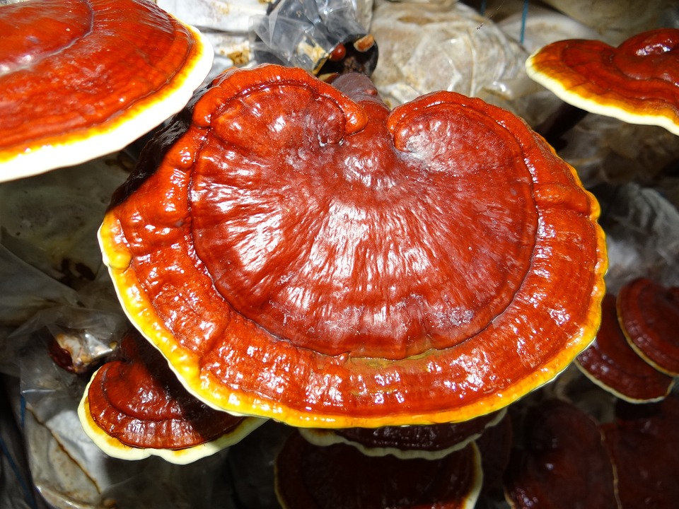 ganoderma-1829862_960_720 | 健康産業新聞